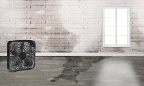 Best Ceiling water damage repair  in Choudrant, LA
